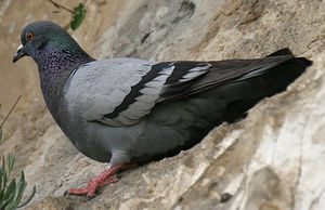 Piękne lecz zakażone– gołębie nieświadomie narażają dzieci